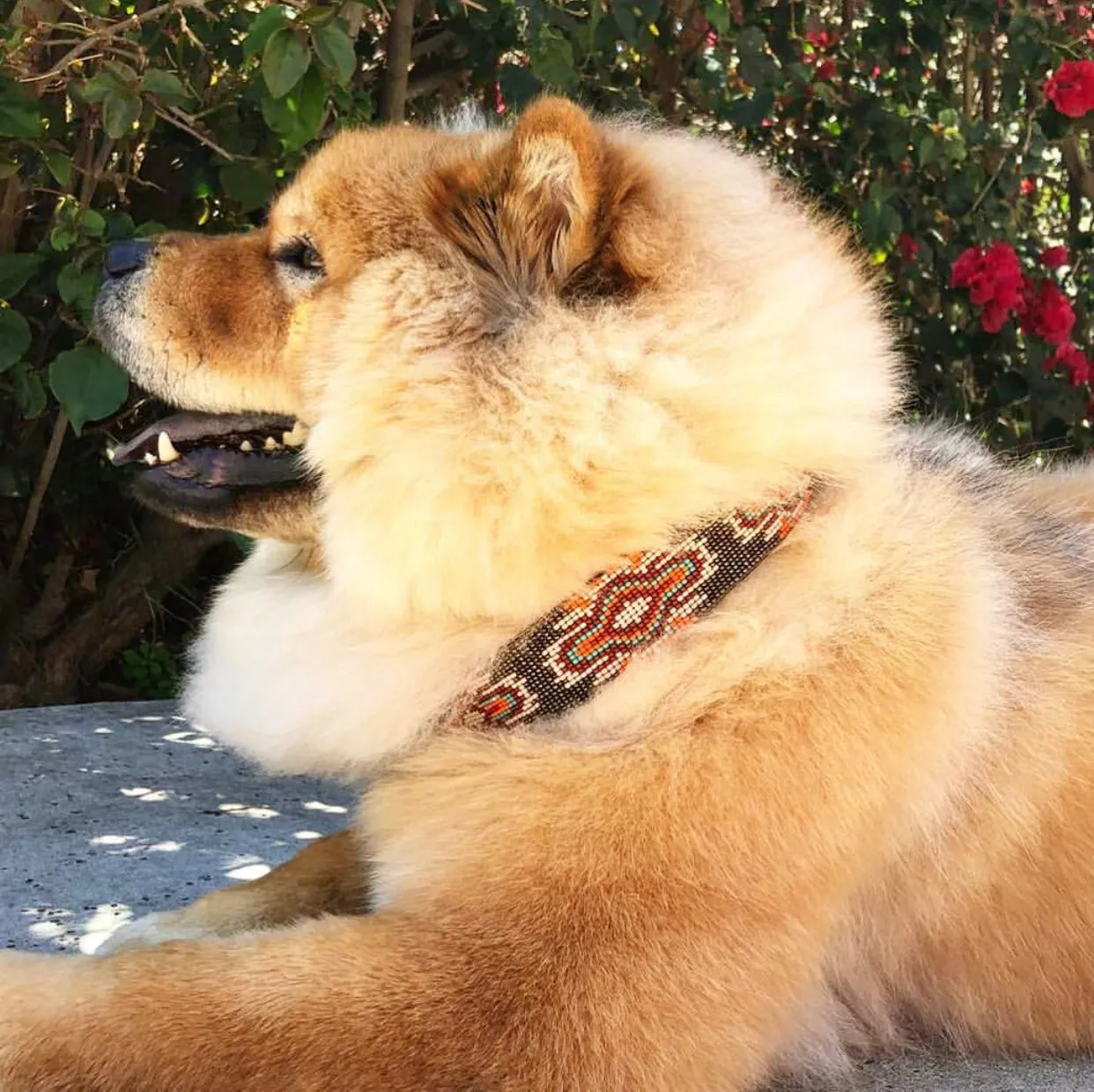 Matching leash/dog collar Boho Chic Sambboho Bundle