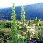 Range of Light - Green Cross Gentian - .25 fl oz
