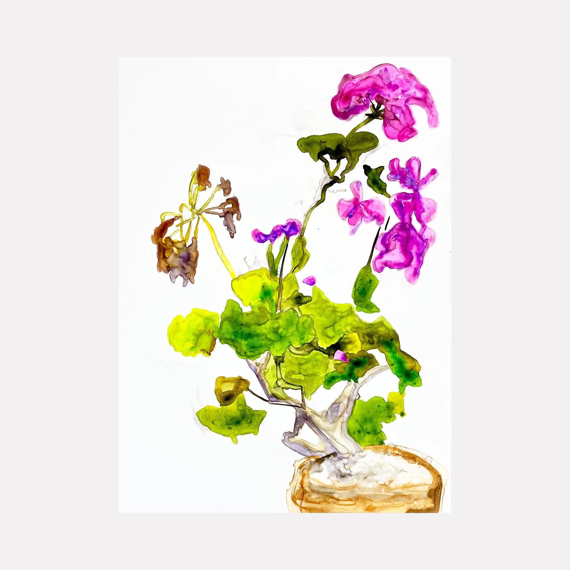 The Geranium
